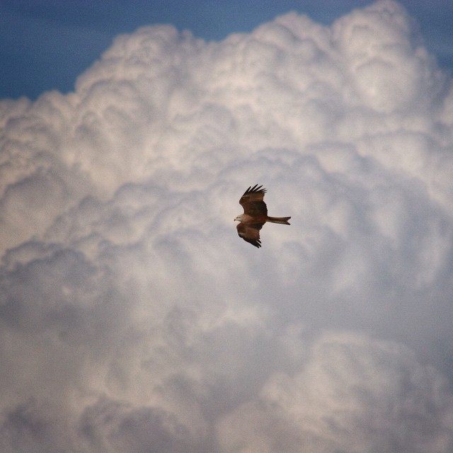 Aguila y nube